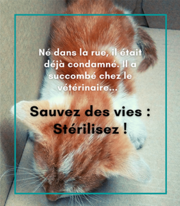 Campagne_Stérilisation_Association-LISA
