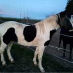 Artémis_Cheval_Association-LISA