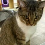 Audace_chat_association-lisa