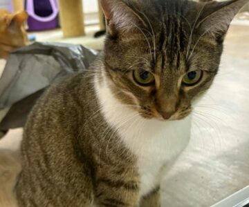 Audace_chat_association-lisa