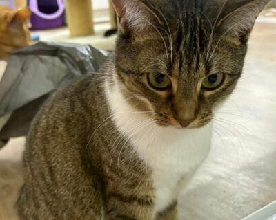 Audace_chat_association-lisa