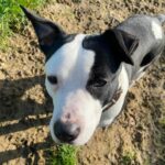 Bandit_croisé-dogue_Association-LISA
