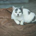 Bohème_Chatte_Association-LISA
