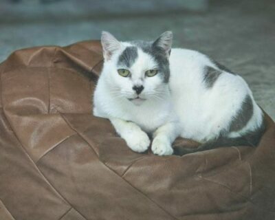 Bohème_Chatte_Association-LISA