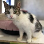 Cathy_Chatte_Association-LISA