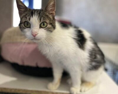 Cathy_Chatte_Association-LISA