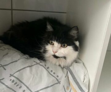 Charlotte_Chat_association-lisa