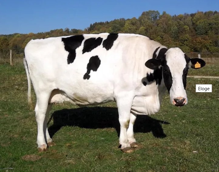 Eloge - Vache - Association LISA