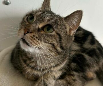 EmmaRose_Chat_association-lisa