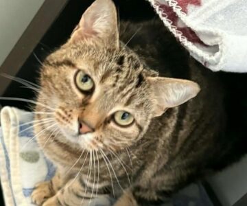 Frama_Chat_association-lisa (1)