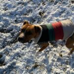 Fred_croisé-dogue_Association-LISA