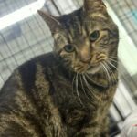 Gibus_chat_association-lisa