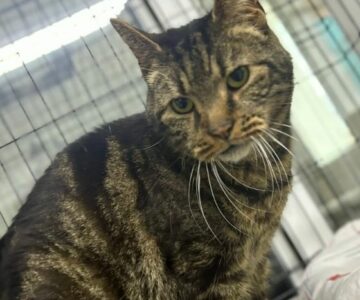 Gibus_chat_association-lisa