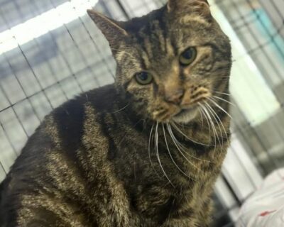 Gibus_chat_association-lisa