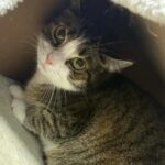 Jeanne_chat_association-lisa