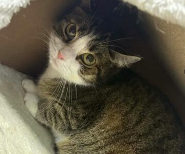 Jeanne_chat_association-lisa