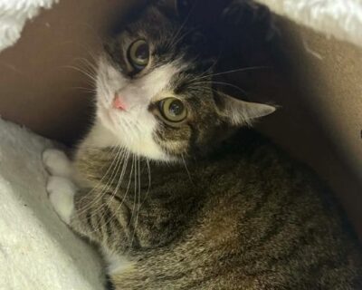 Jeanne_chat_association-lisa