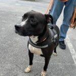 Kara_american-bully_Association-LISA