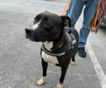 Kara_american-bully_Association-LISA