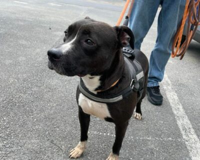 Kara_american-bully_Association-LISA