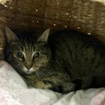 LILI_chat_association-lisa