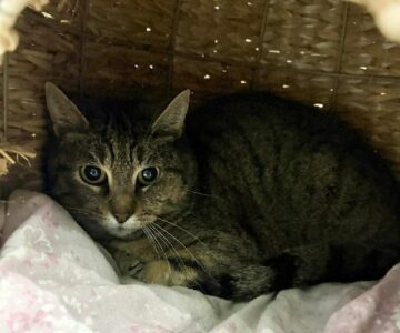 LILI_chat_association-lisa