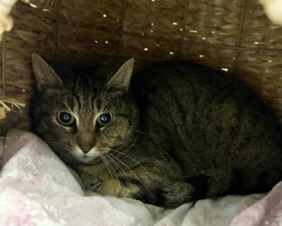 LILI_chat_association-lisa