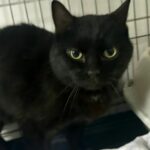 Lancôme_chat_association-lisa