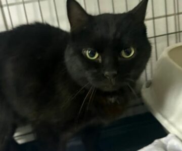 Lancôme_chat_association-lisa