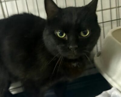 Lancôme_chat_association-lisa