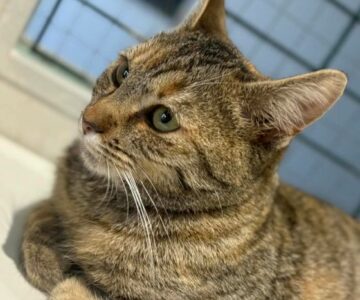 Léanie_chat_association-lisa (1)