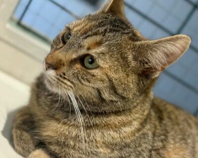 Léanie_chat_association-lisa (1)