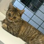 Léanie_chat_association-lisa (1)