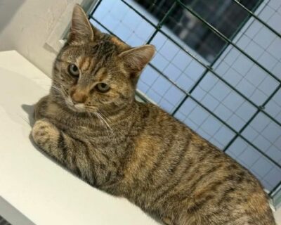 Léanie_chat_association-lisa (1)