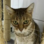 Lucie_Chatte_Association-LISA