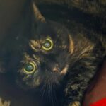 Luna_chat_association-lisa (1)