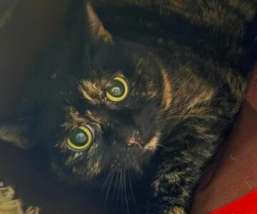 Luna_chat_association-lisa (1)