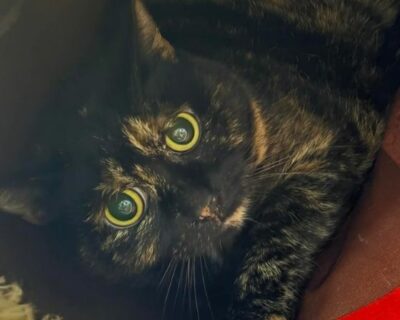 Luna_chat_association-lisa (1)