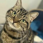 Minouchka_chat_association-lisa