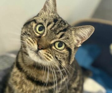 Minouchka_chat_association-lisa