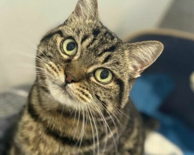 Minouchka_chat_association-lisa