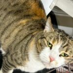 Mirabelle_chat_association-lisa