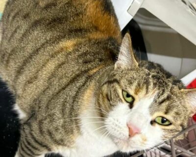 Mirabelle_chat_association-lisa