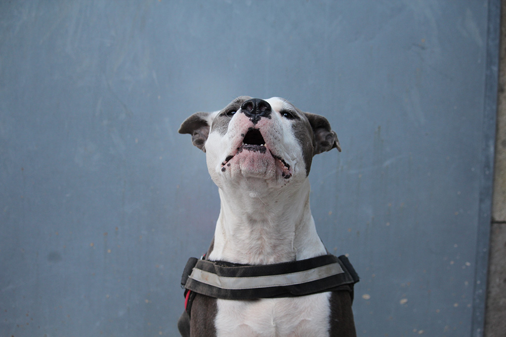 Nina - Staff - Association LISA