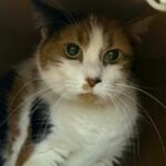 Nina_chat_association-lisa