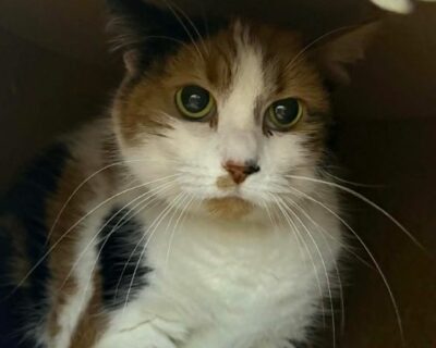 Nina_chat_association-lisa