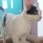 Patsy_chat_association-lisa