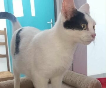 Patsy_chat_association-lisa