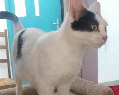 Patsy_chat_association-lisa