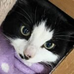 Pepette_chat_association-lisa